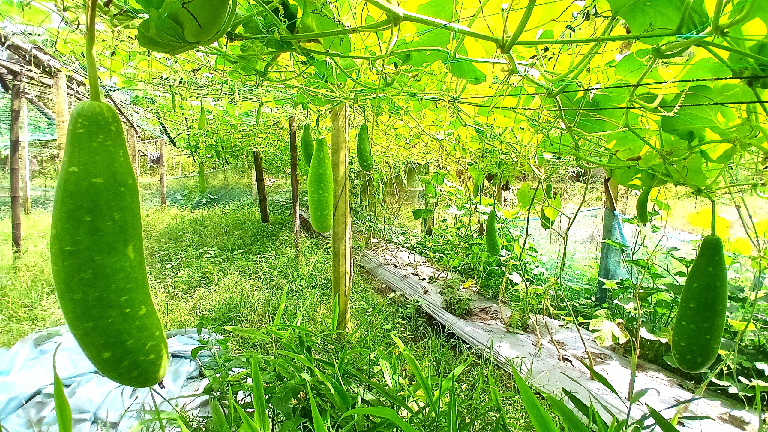 দাগনভূঞায় বিষমুক্ত লাউ চাষে সফলতা